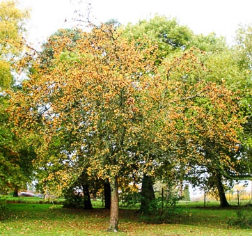 jablon golden hornet - drzewo dorosła forma